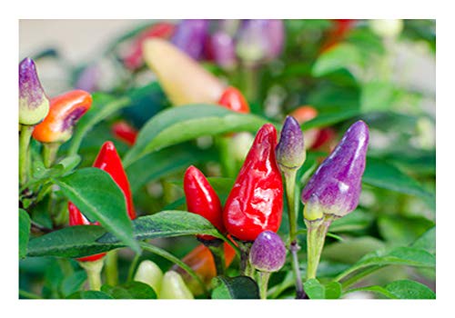 2 Töpfe Bolivian Rainbow Chili"Für Feinschmecker und Chilifans" Chili Chilipflanze
