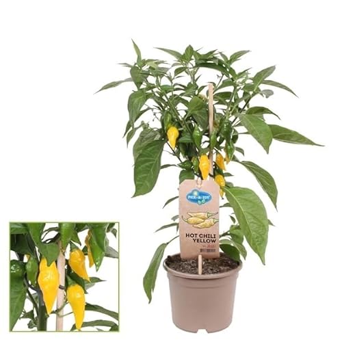Chili-Pflanze - scharf - Peperoni - Pfefferstrauch für Balkon und Garten - 14cm Topf - Gemüse-To-Go