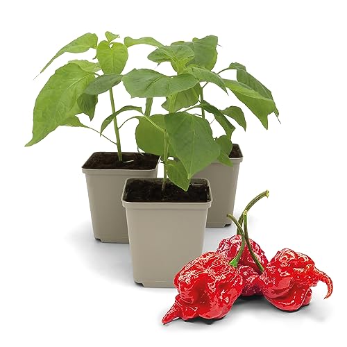FLORTUS Chilipflanzen im Topf Carolina Reaper | 3 Pflanzen | Jungpflanzen für Chili Anzucht | Pflanzen für extrem scharfe Chili Schoten